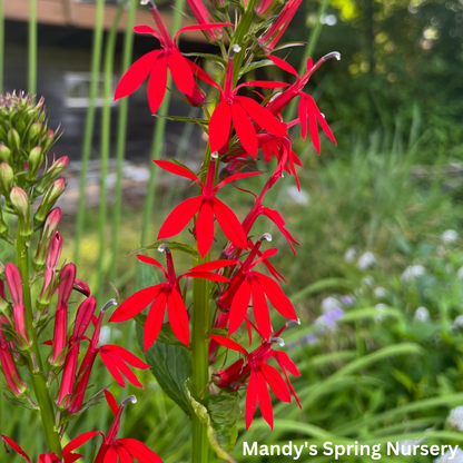 Cardinal Flower | Lobelia cardinalis