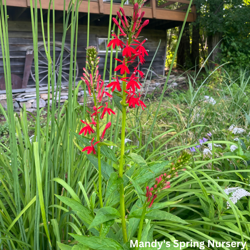 Cardinal Flower | Lobelia cardinalis