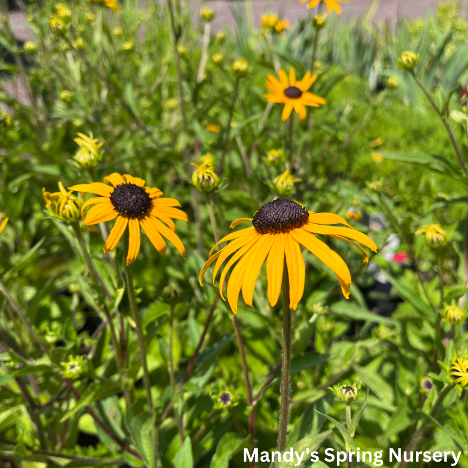 Rudbeckia Goldblitz Black-Eyed Susan