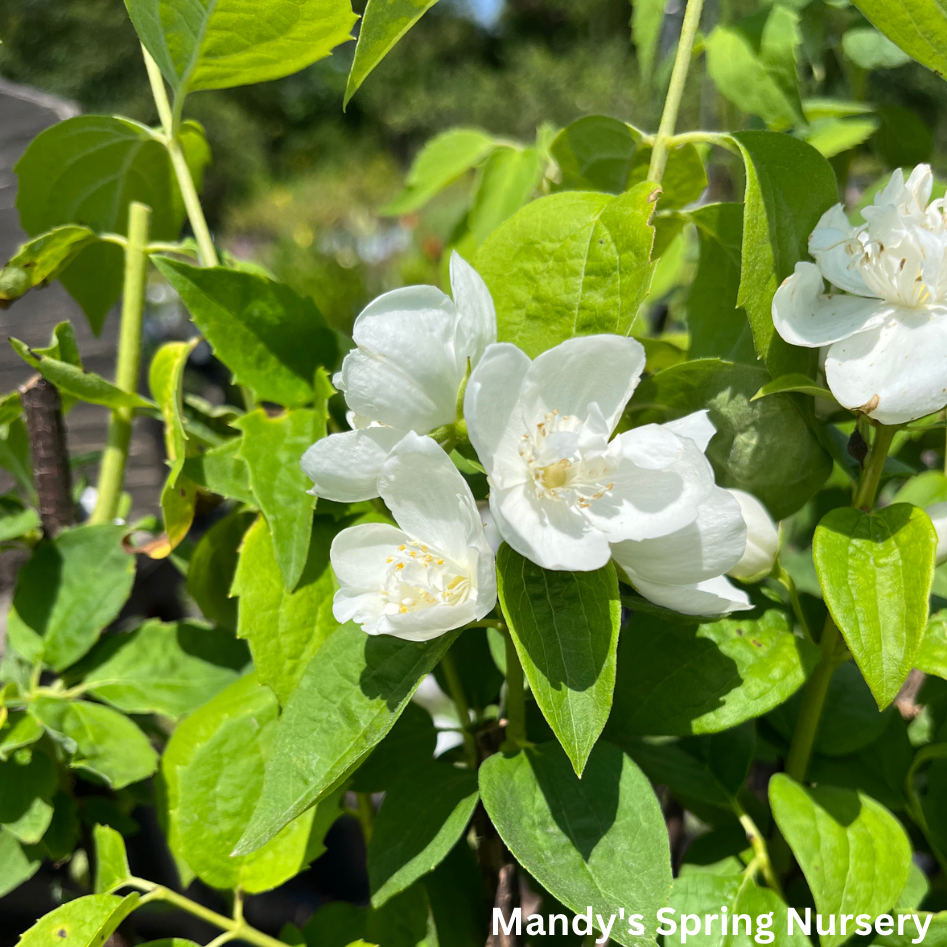 Snow White Mockorange | Philadelphus