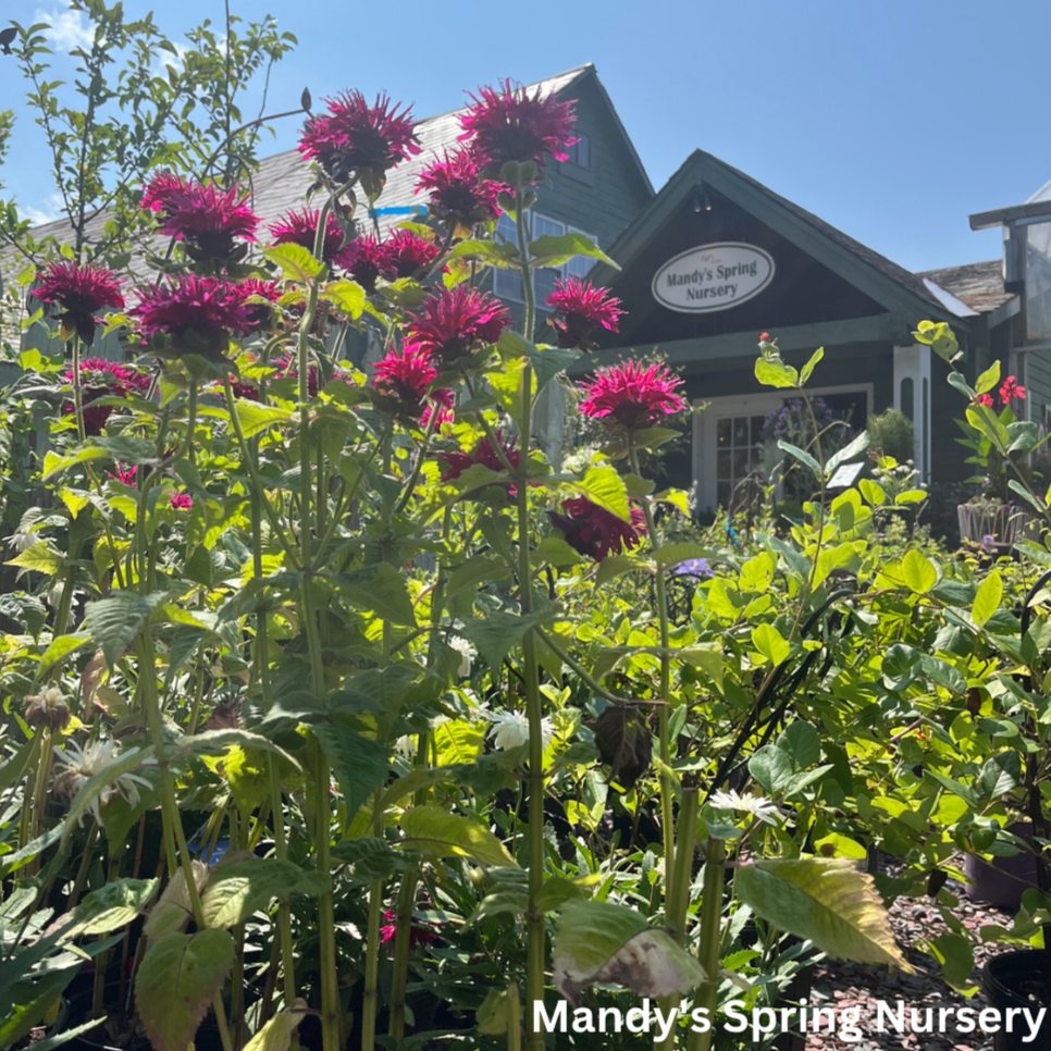 Fireball Bee Balm | Monarda didyma