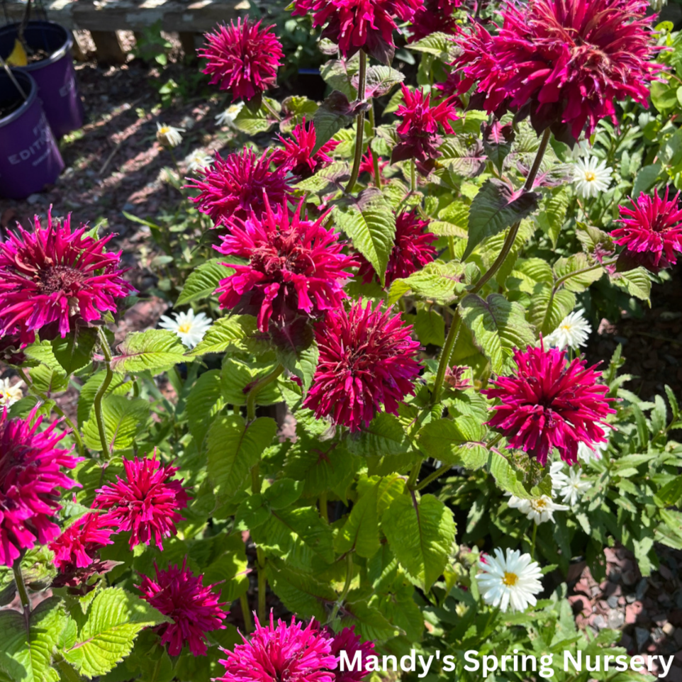 Fireball Bee Balm | Monarda didyma