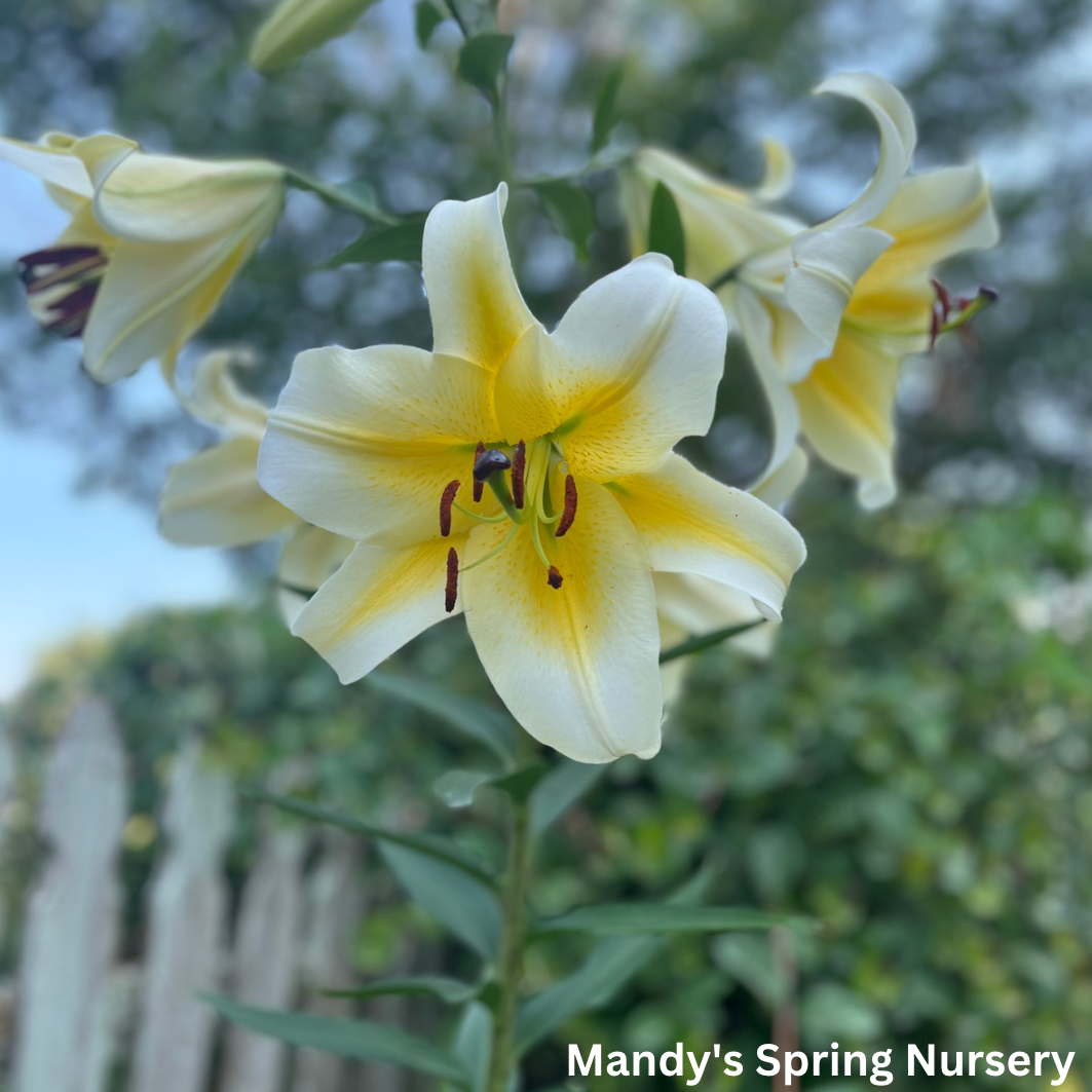 Honeymoon Oriental Lily | Lilium