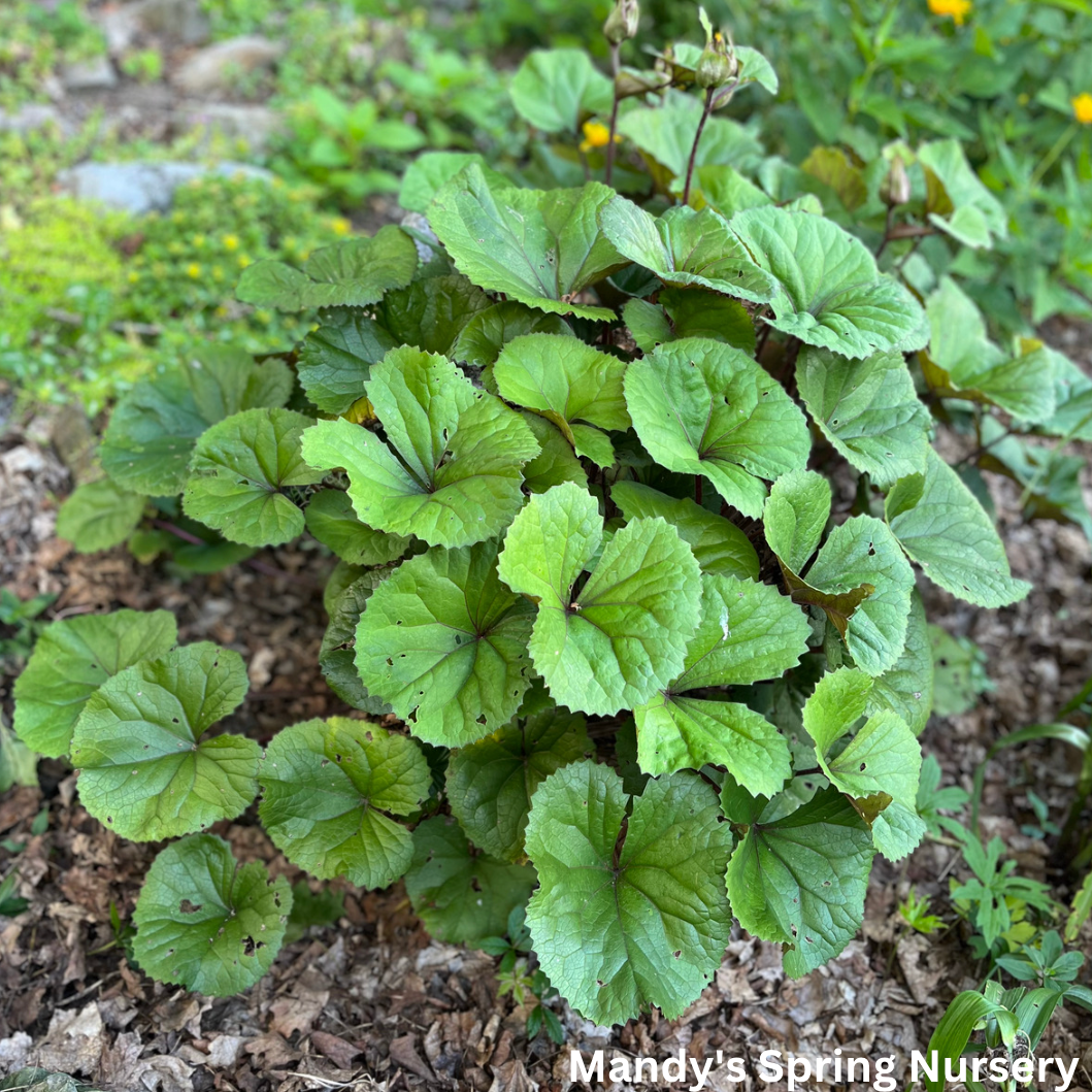 Midnight Lady Ligularia