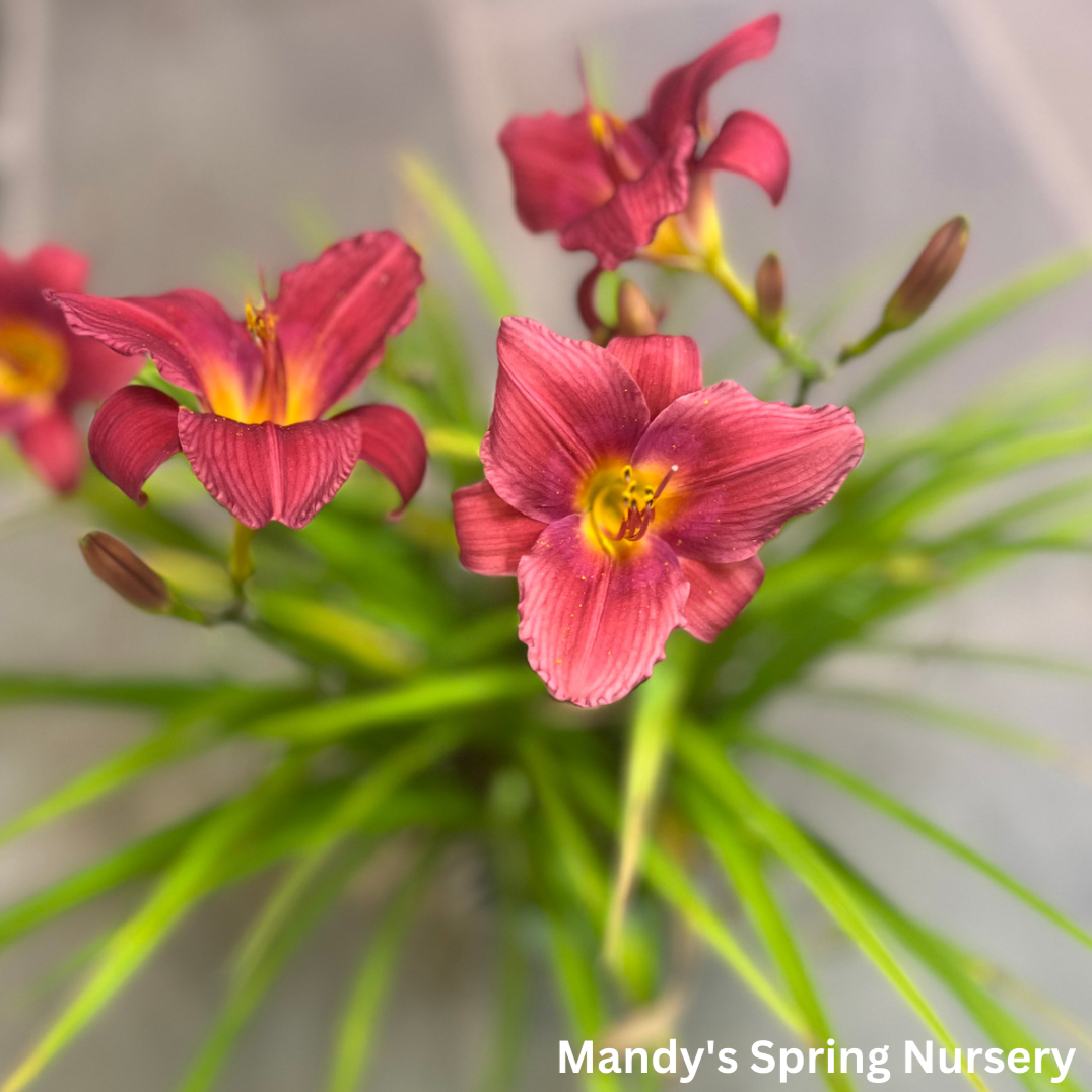 Ruby Stella Daylily | Hemerocallis 'Ruby Stella'