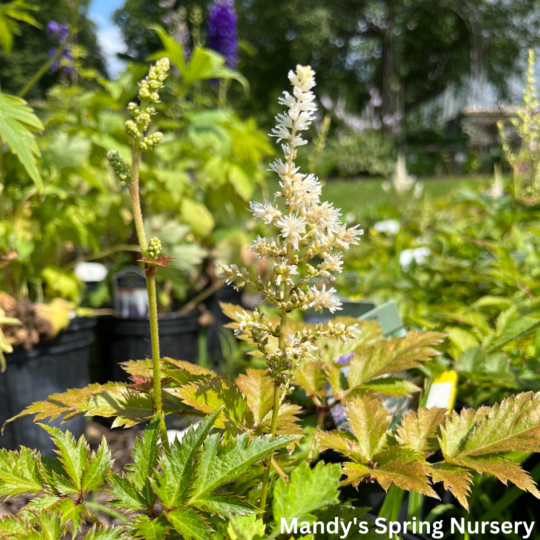 Visions in White Astilbe | Astilbe chinensis