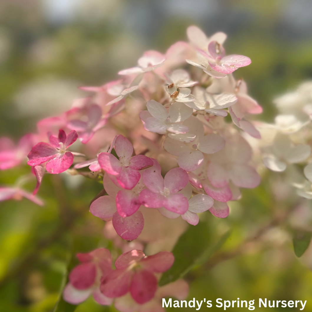 Berry White Hydrangea | Hydrangea paniculata