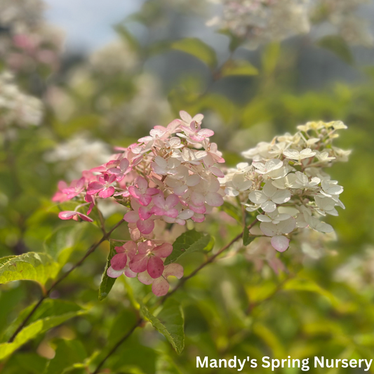 Berry White Hydrangea Tree | Hydrangea paniculata 'Renba'