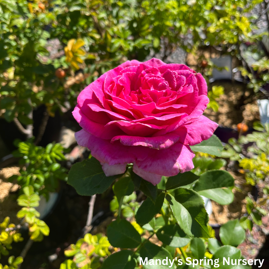 My Girl Easy Elegance Rose | Rosa