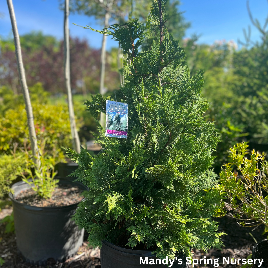 Blue Nootka False Cypress | Chamaecyparis nootkatensis 'Glauca'