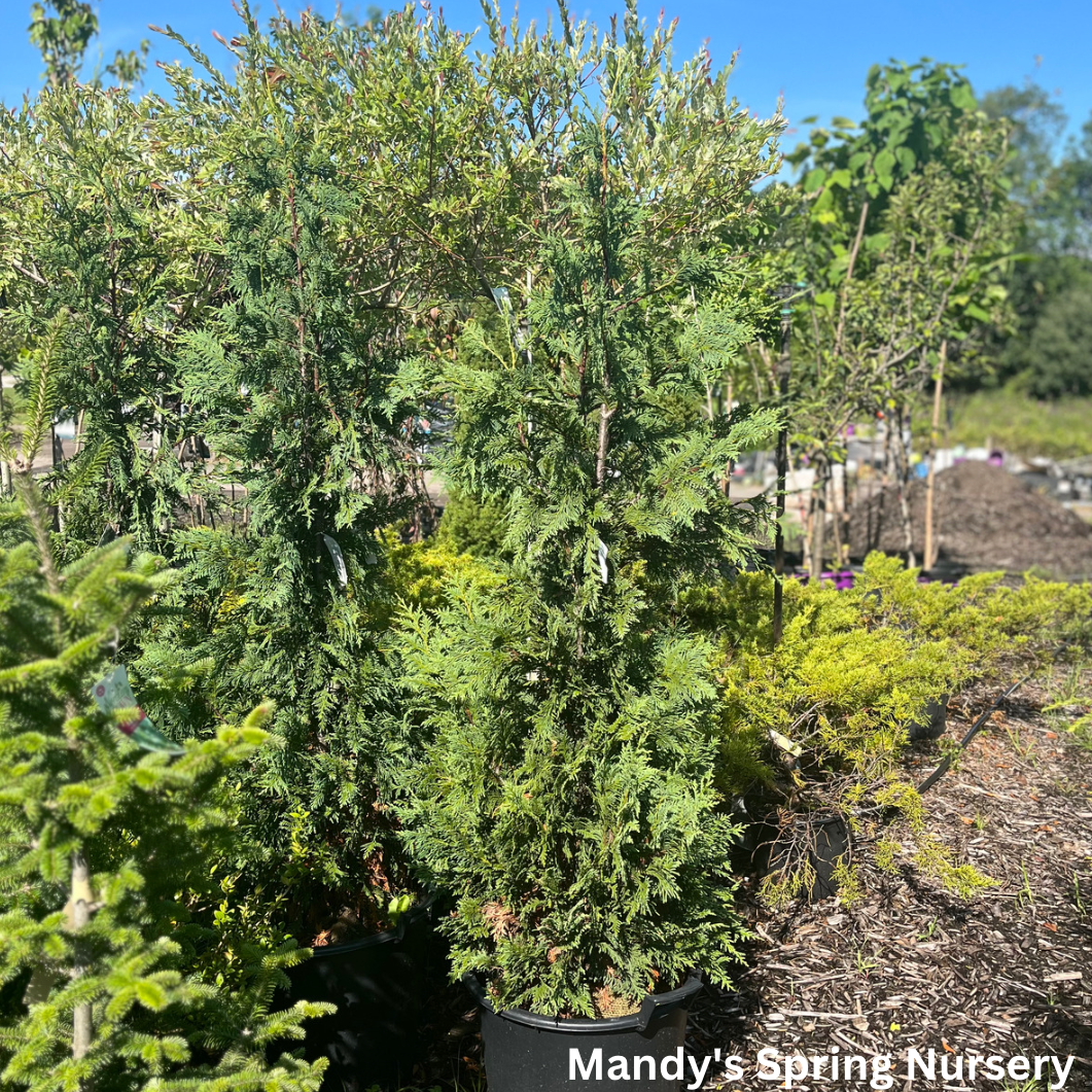 Blue Nootka False Cypress | Chamaecyparis nootkatensis 'Glauca'