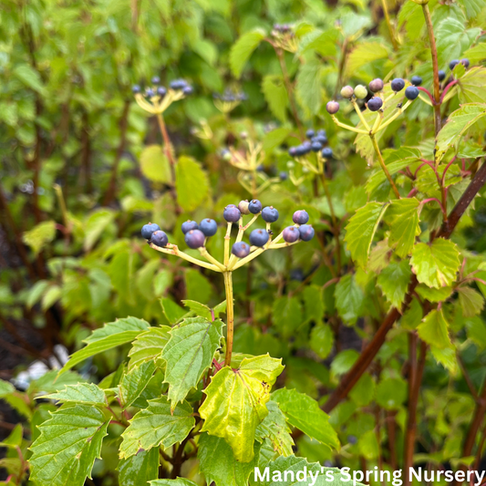 Blue Muffin Arrowwood Viburnum | Viburnum dentatum