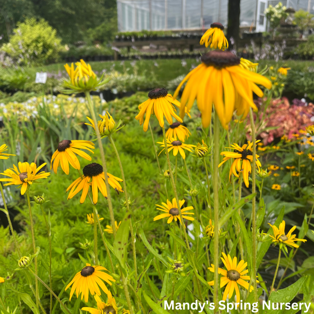 Prairie Blaze Black-Eyed Susan | Rudbeckia