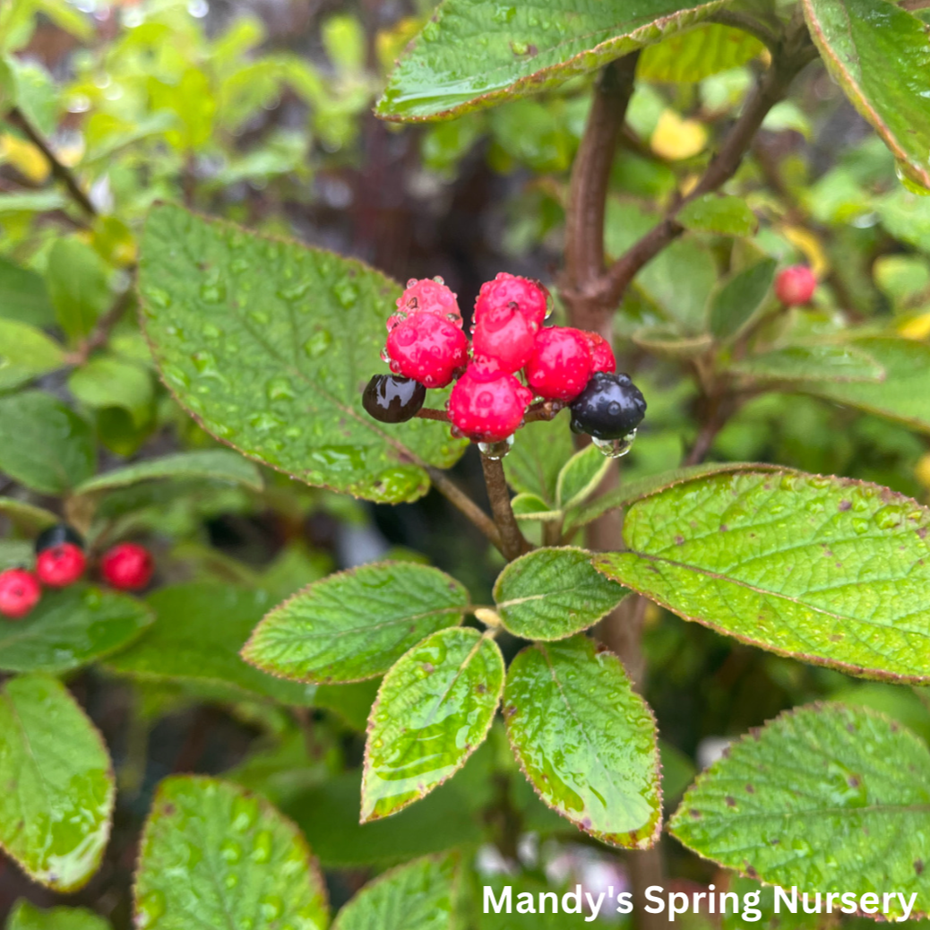 Mohican Viburnum Tree-Form | Viburnum lantana 'Mohican'