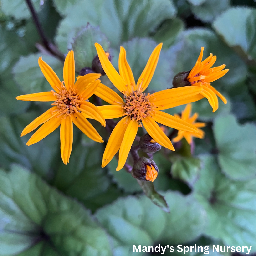 Midnight Lady Ligularia