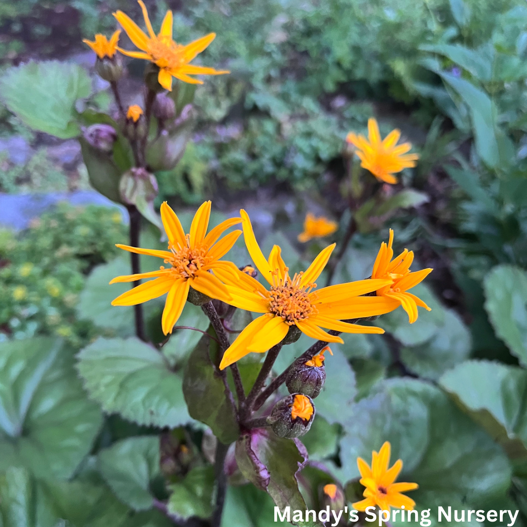 Midnight Lady Ligularia