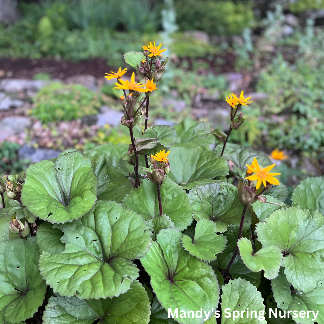 Midnight Lady Ligularia