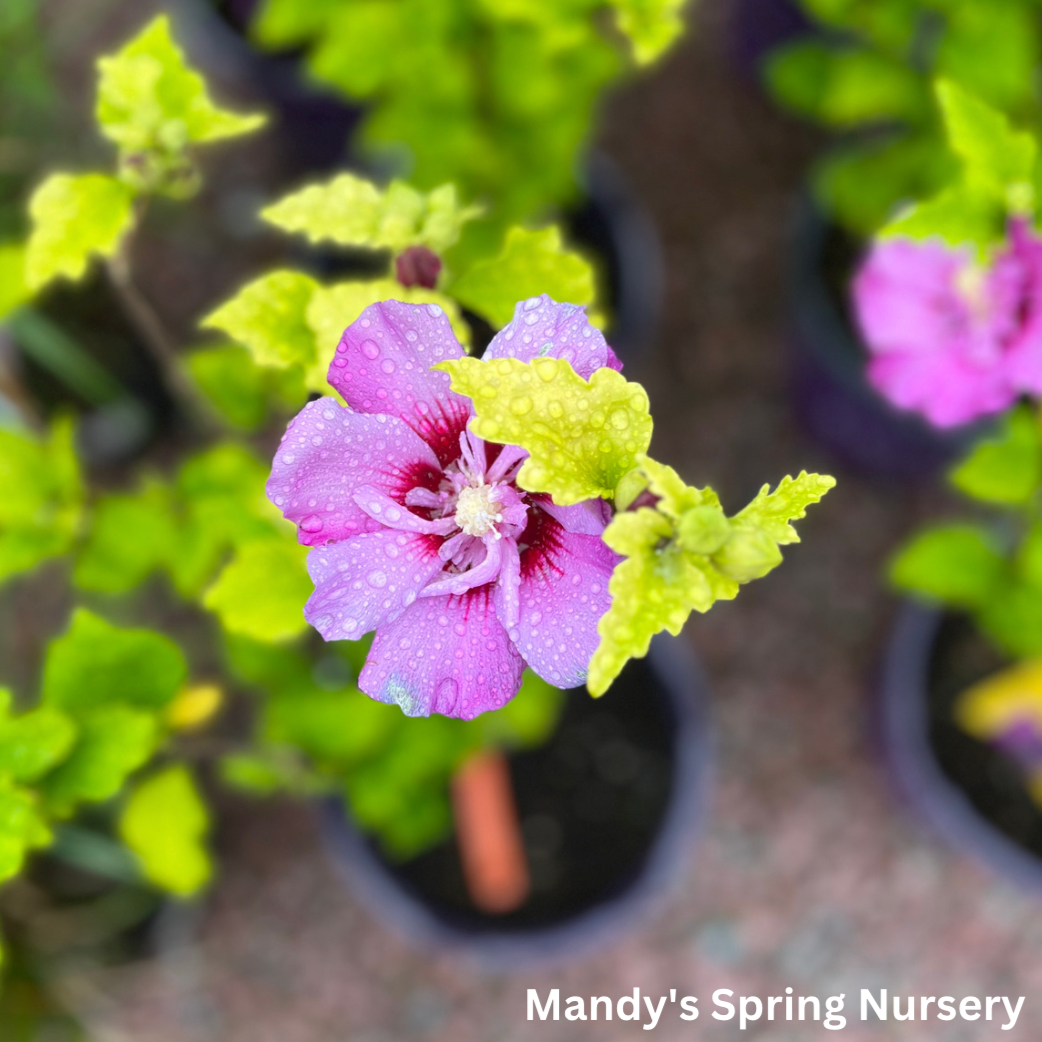 Tahiti Rose of Sharon | Hibiscus syriacus