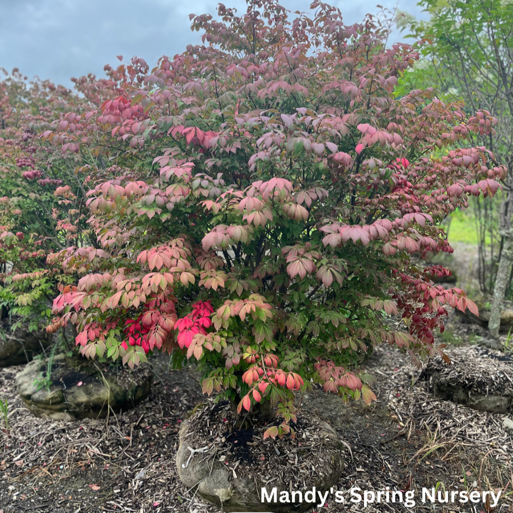 Grove Dwarf Burning Bush | Euonymus alatus