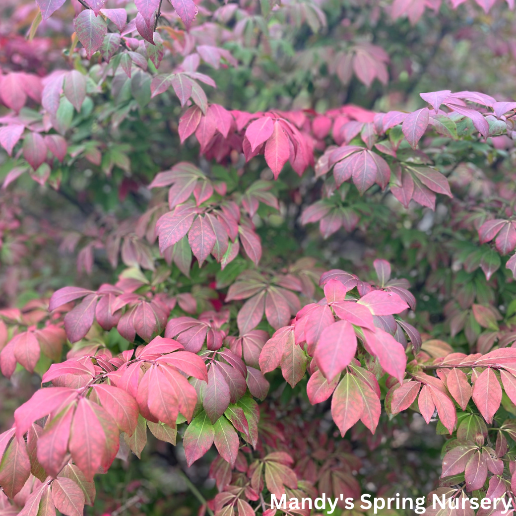 Grove Dwarf Burning Bush | Euonymus alatus