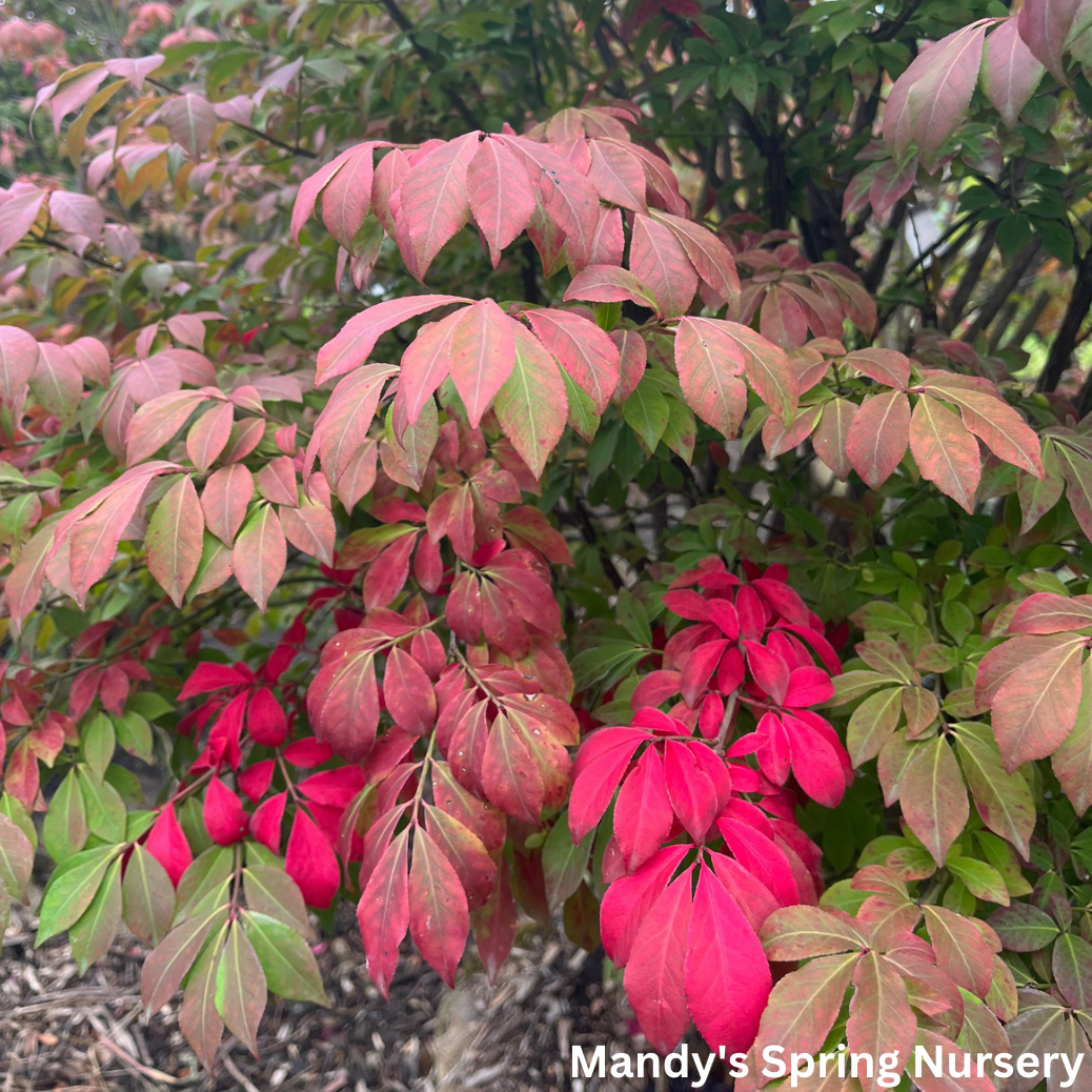 Grove Dwarf Burning Bush | Euonymus alatus