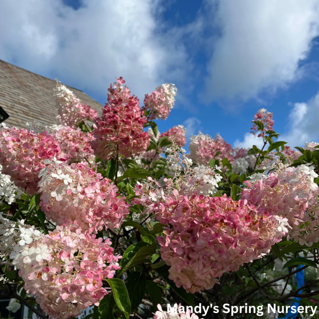 Vanilla Strawberry Hydrangea Tree | Hydrangea paniculata 'Renhy'