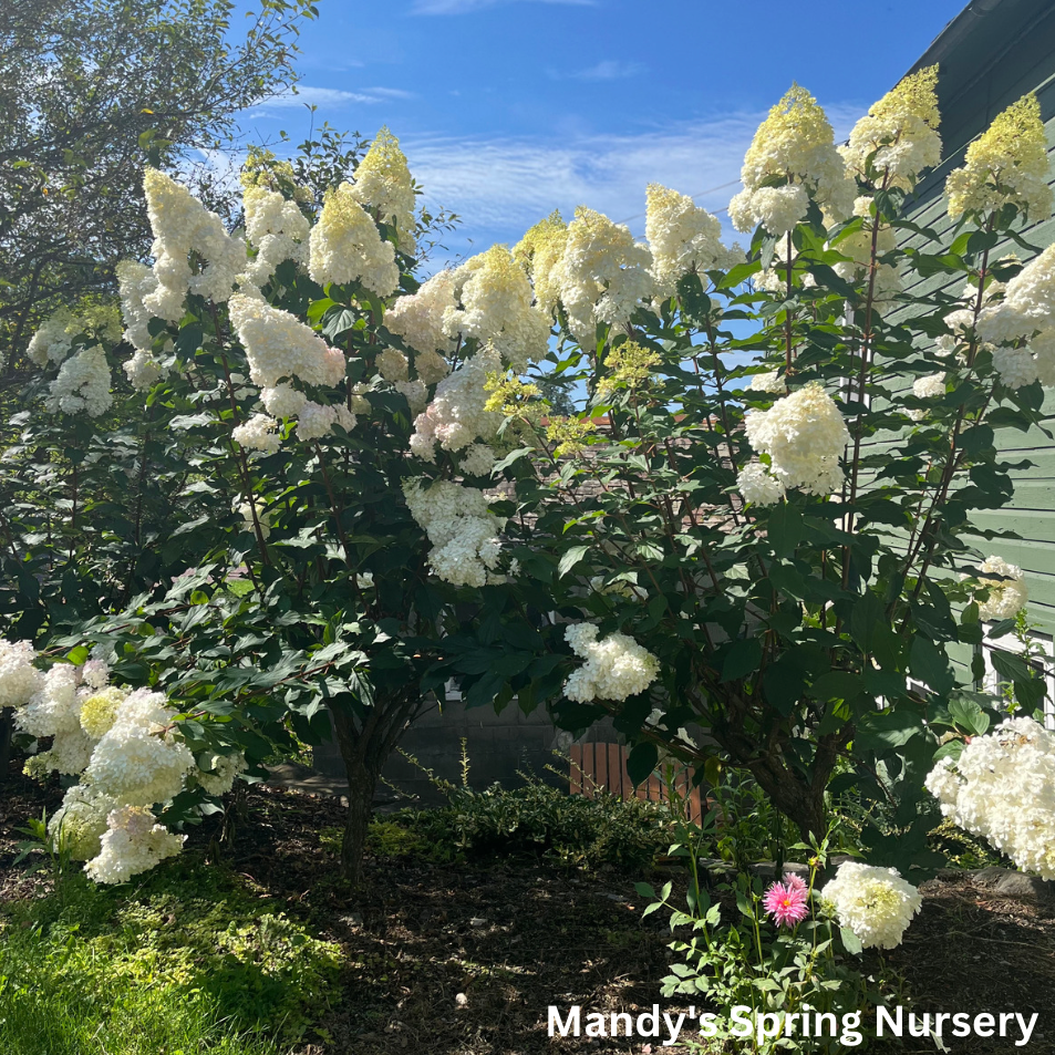 Vanilla Strawberry Hydrangea Tree | Hydrangea paniculata 'Renhy'