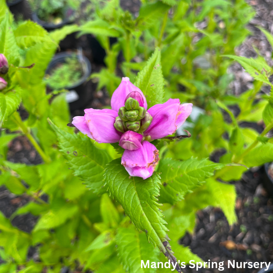 Turtlehead | Chelone obliqua 'Rosea'