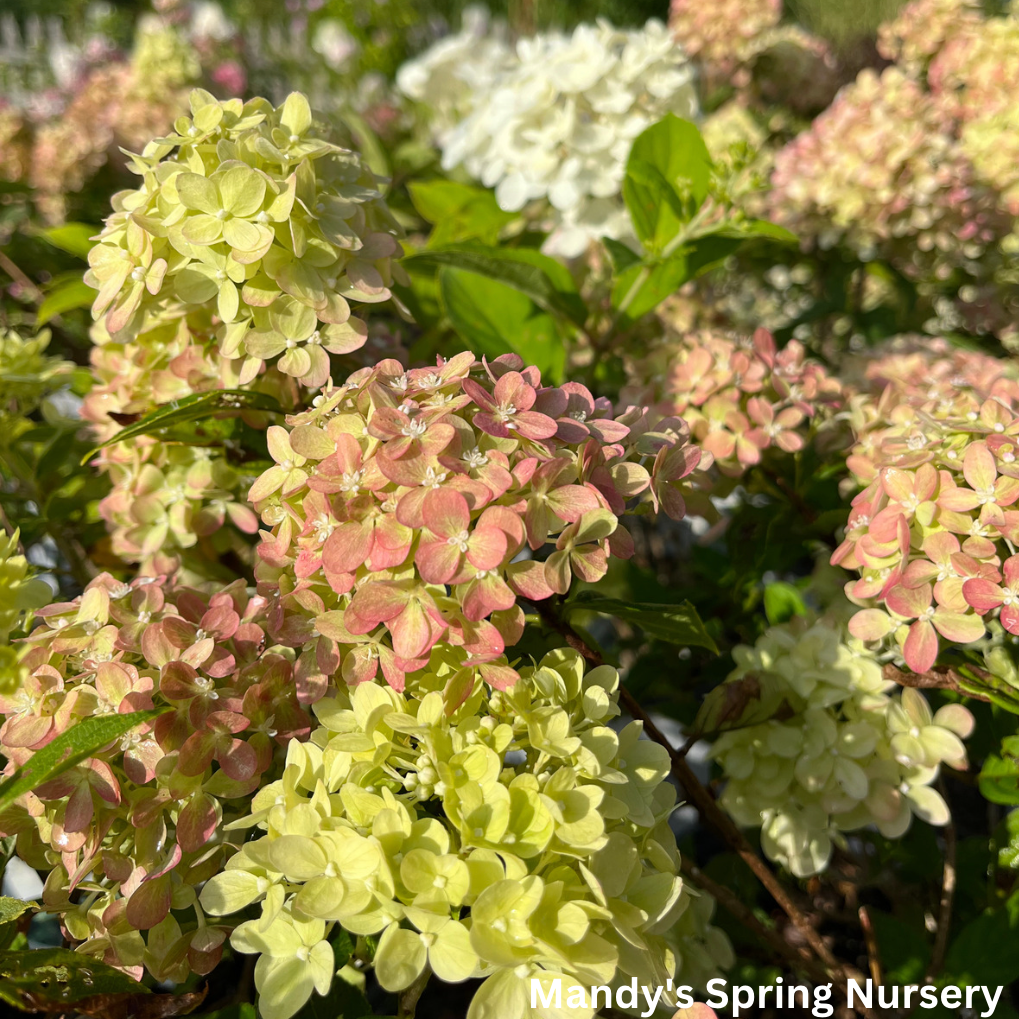 Little Lime Hydrangea | Hydrangea paniculata