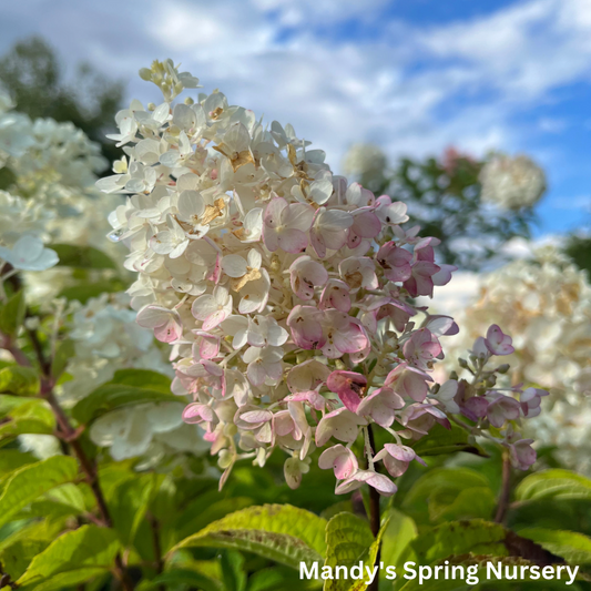 Little Hottie Hydrangea | Hydrangea paniculata