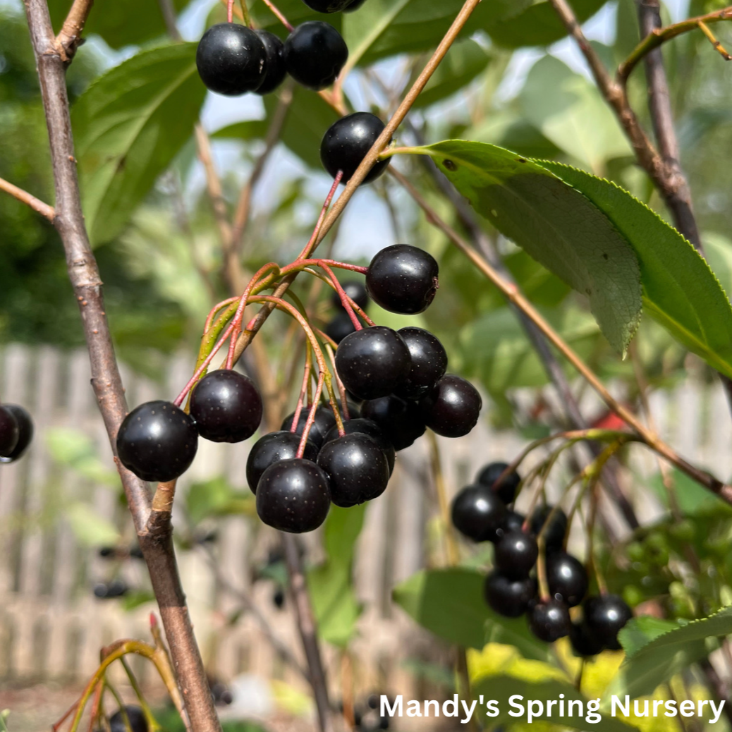 Autumn Magic Chokeberry | Aronia melanocarpa