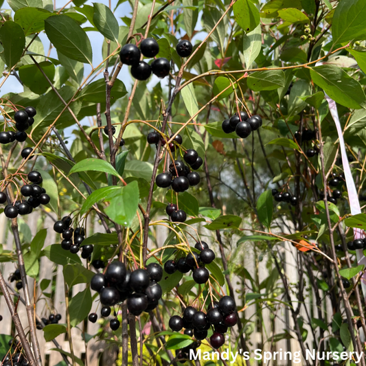 Autumn Magic Chokeberry | Aronia melanocarpa