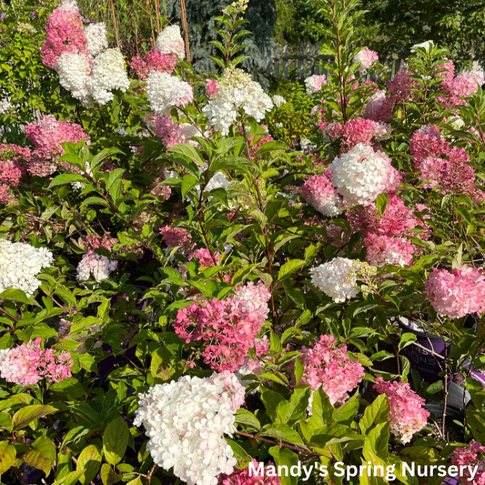 Vanilla Strawberry Hydrangea | Hydrangea paniculata