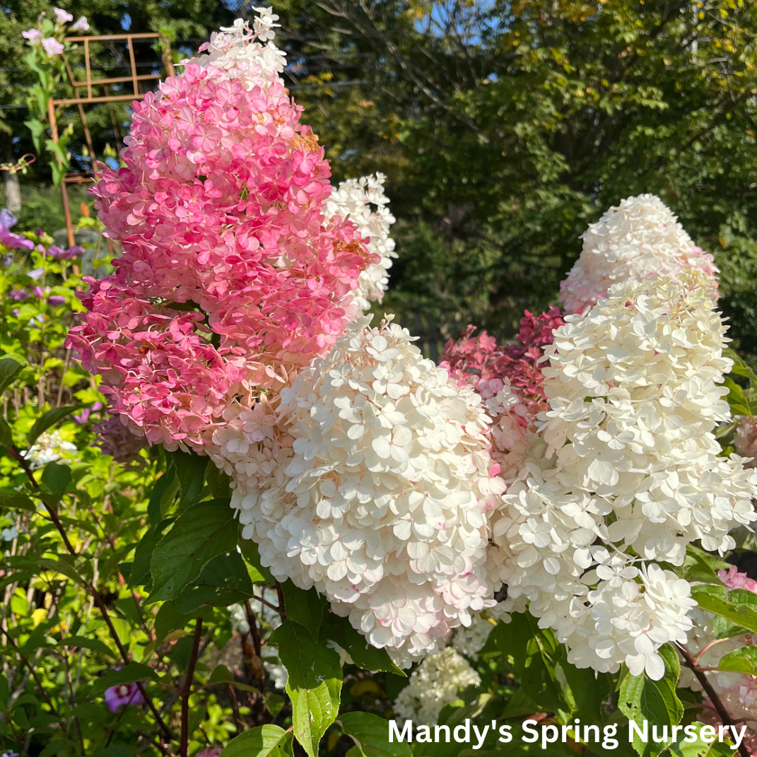 Vanilla Strawberry Hydrangea | Hydrangea paniculata