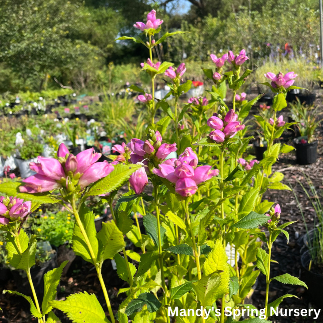 Turtlehead | Chelone obliqua 'Rosea'