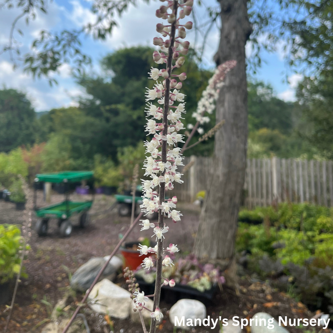 Hillside Black Beauty Bugbane | Actaea simplex