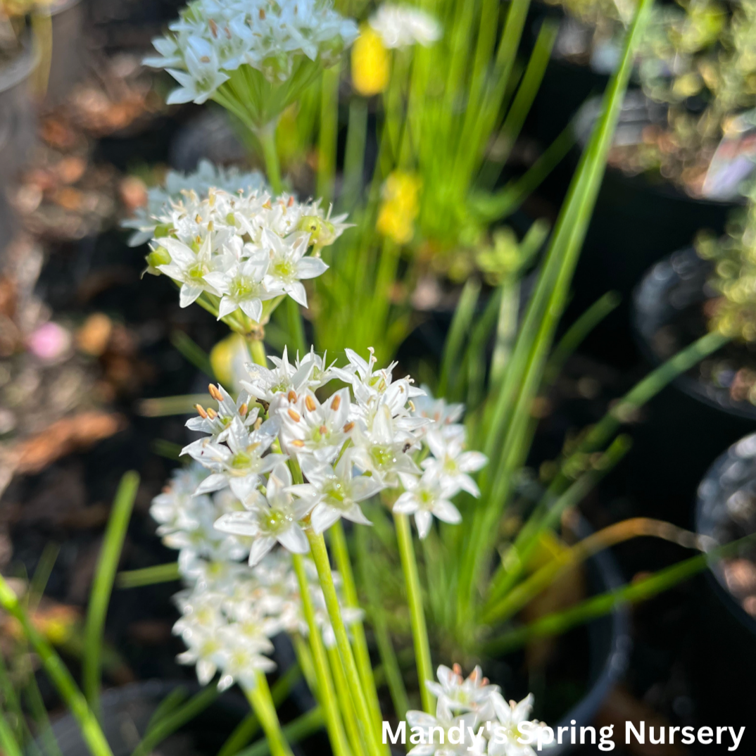 White Garlic Chives | Allium tuberosum