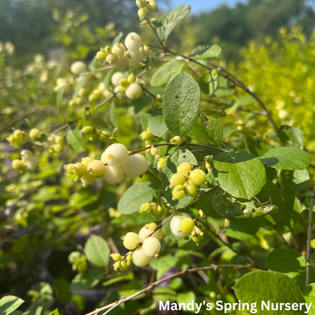 Galaxy Snowberry | Symphoricarpos x doorenbosii