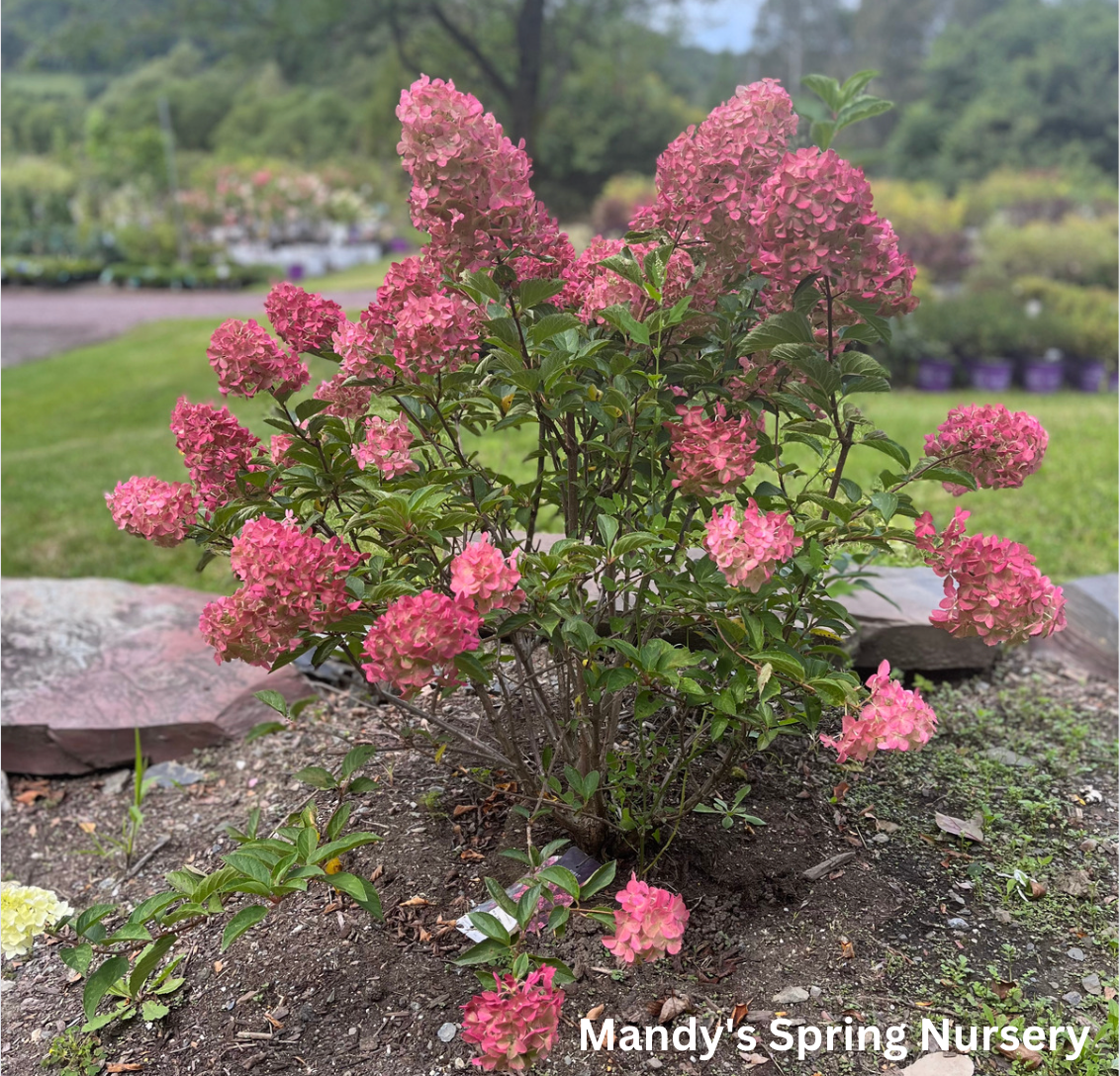 Berry White Hydrangea | Hydrangea paniculata