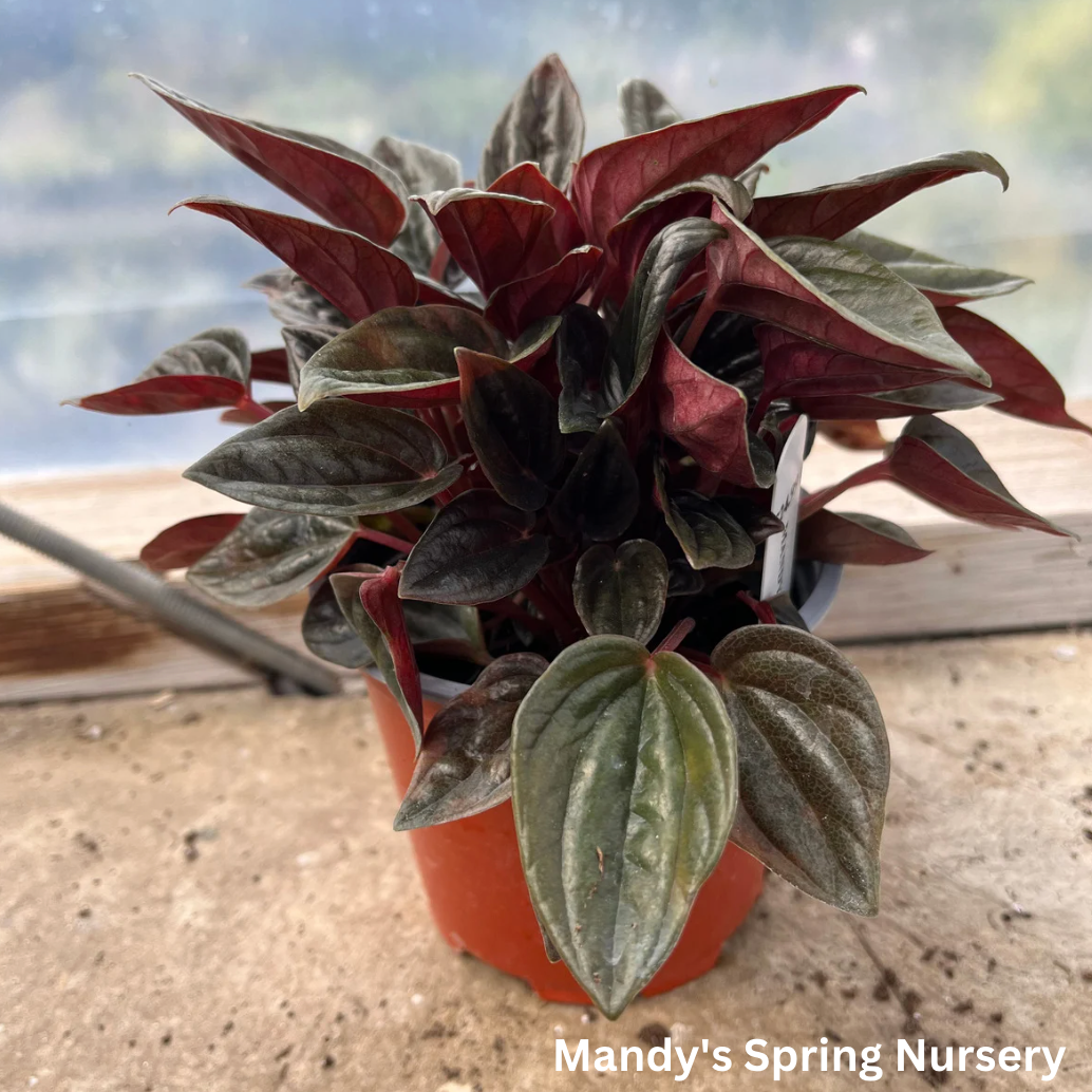 Peperomia 'Brasilia' | Peperomia caperata 'Brasilia'