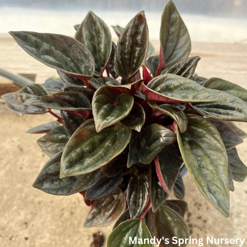 Peperomia 'Brasilia' | Peperomia caperata 'Brasilia'