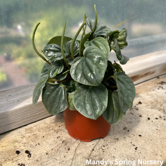 Peperomia 'Moonlight' | Peperomia caperata 'Moonlight'