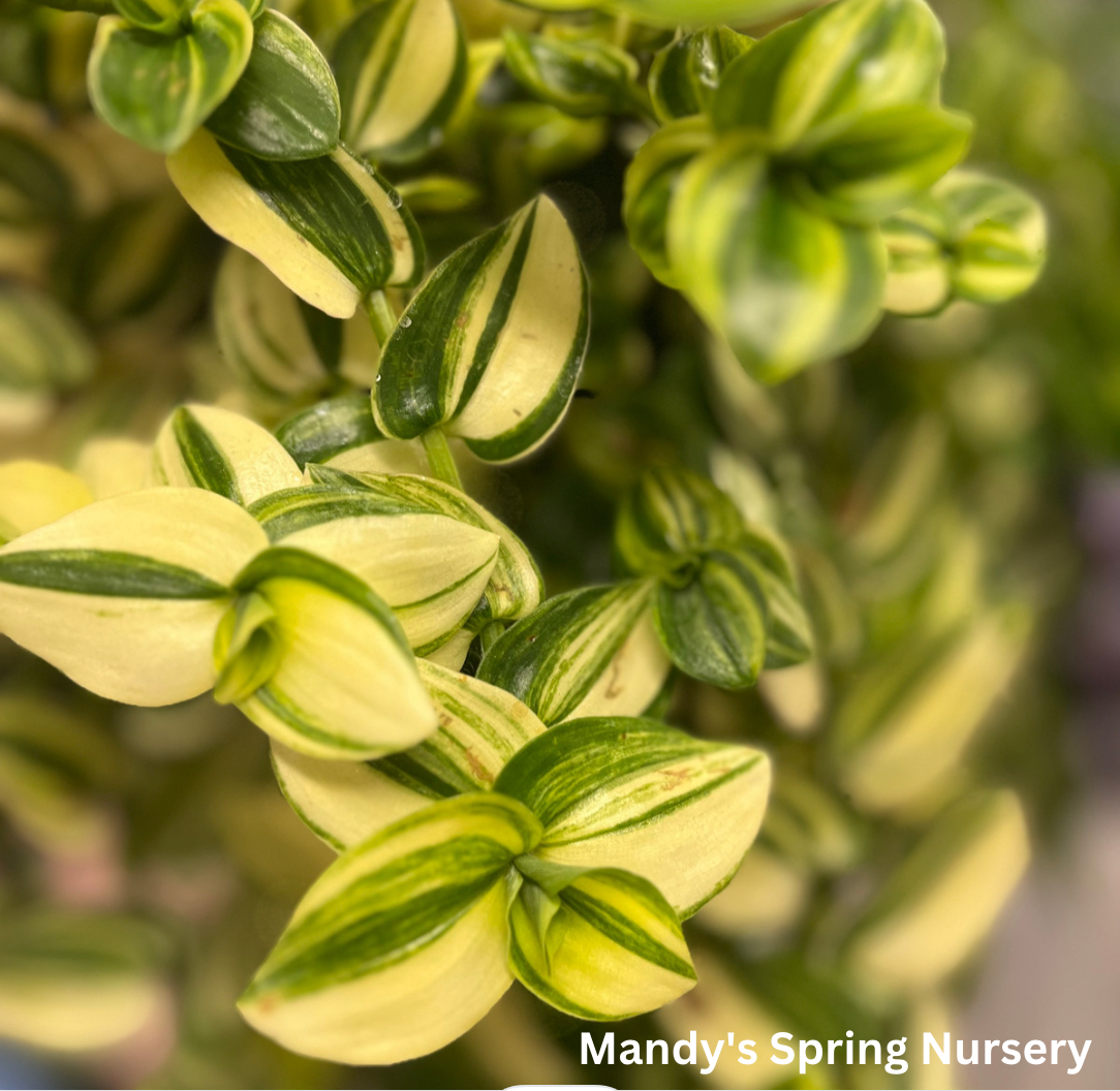 'Yellow Zebra' Tradescantia