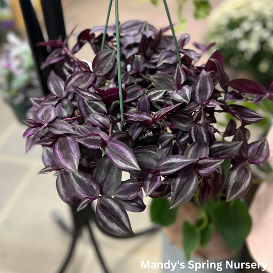 Deep Purple Tradescantia