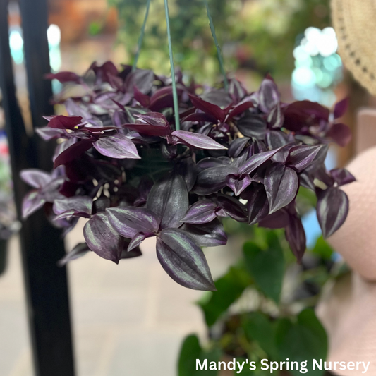 Deep Purple Tradescantia