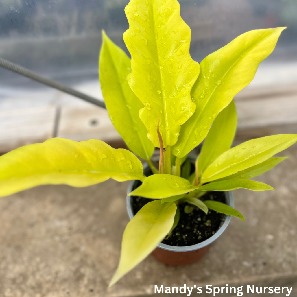 Philodendron 'Golden Saw'