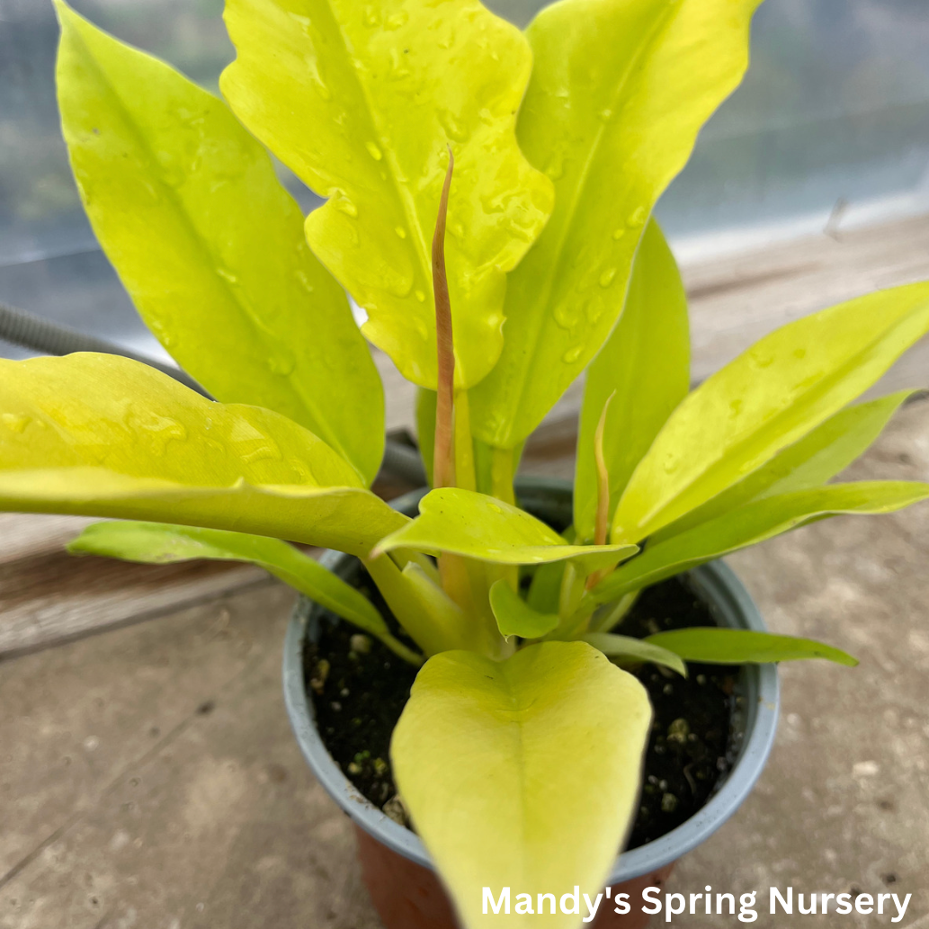 Philodendron 'Golden Saw'