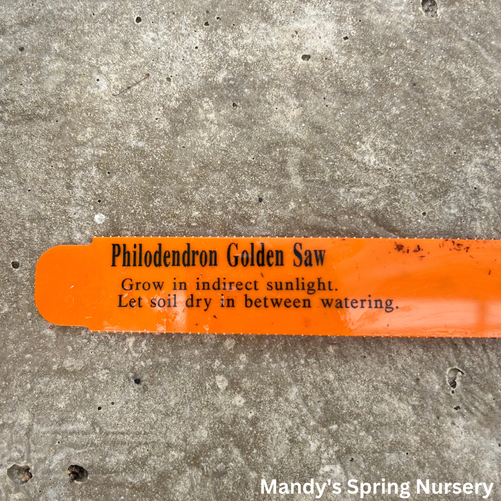 Golden Saw Philodendron | Philodendron 'Golden Saw'