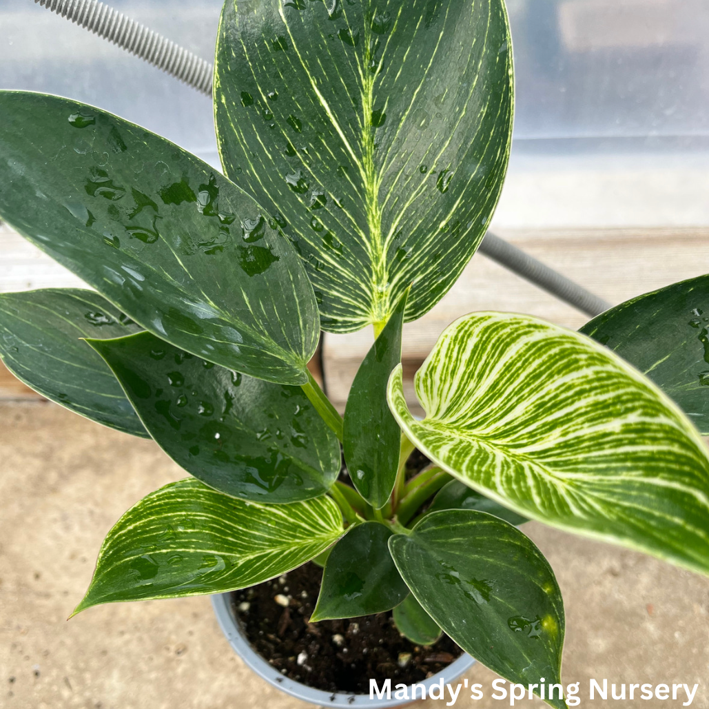 Philodendron 'Birkin'