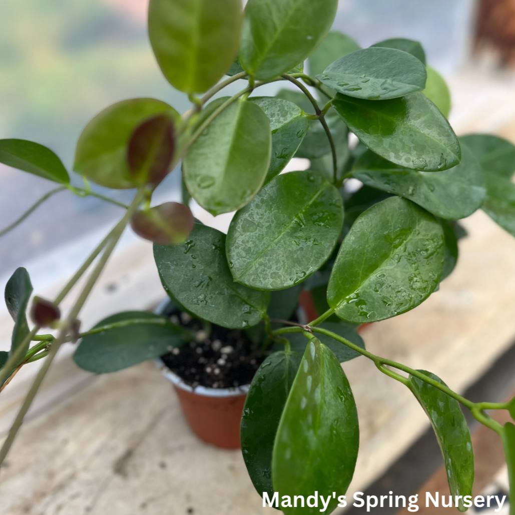 Hoya australis